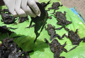 Scientists investigate death of 10,000 endangered `scrotum` frogs in Peru